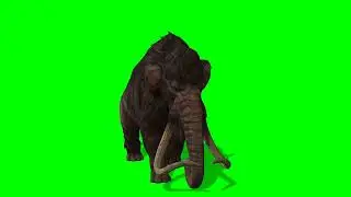 Elephant  green  screen  video  part 2   free 4K video new  Elephant