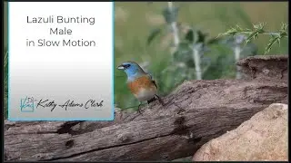 Lazuli Bunting In Slow Motion