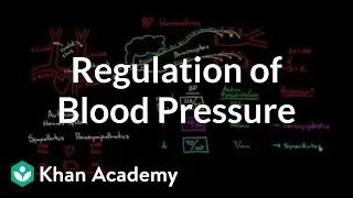 Regulation of blood pressure with baroreceptors | NCLEX-RN | Khan Academy