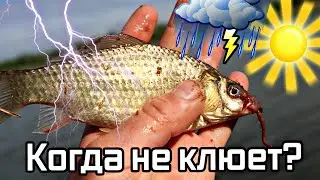 В какую погоду карася лучше не ловить?! В какую погоду карась не клюет?