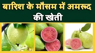 बारिश के मौसम में अमरूद की खेती || Guava cultivation in rainy season || Guava || अमरूद की खेती