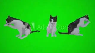 Three white cat of three different angles green screen chroma key background animation