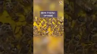 🐝 Реальное оружие пчелы #резонанс #пчела #ультразвук #оружие