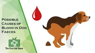 Understanding Blood in Your Dog's Stool: Common Causes and Concerns