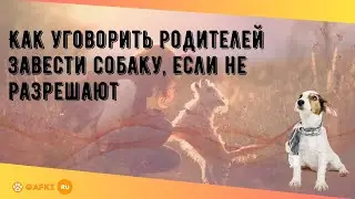 Как уговорить родителей завести собаку, если не разрешают