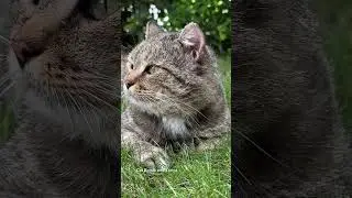 ✨Лето. Травка. Барсик ✨Summer. Grass. Barsik ✨ #catvideos