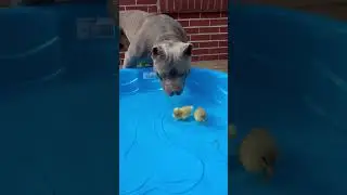 Dog Protects Baby Ducklings In Swimming Pool