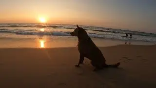 Cute tired street Dog Sitting at the Beach of Goa