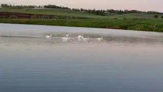 Лебеди на пруду с. Нижнезаитово Шаранского района