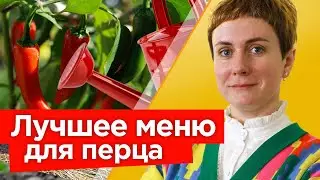 ЛЮБИМОЕ УДОБРЕНИЕ ПЕРЦА! Полейте этим рассаду перца для мощного роста корней