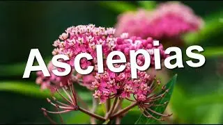 Asclepias  flowering plants