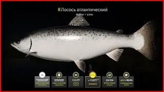 ТРОФЕЙ ► ЛОСОСЬ АТЛАНТИЧЕСКИЙ ► ВОЛХОВ ► РУССКАЯ РЫБАЛКА 4