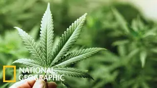 Марихуана  Документальный фильм National Geographic 2021