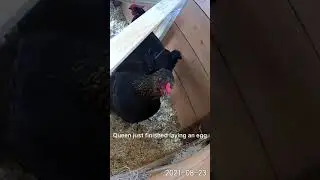 Our 6 Hens Episode 6 - Eggs