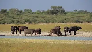 Bovine Tuberculosis Testing on African Buffalos in South African Wildlife Park