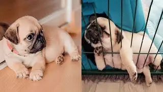 AWW SOO Cute and Funny Pug Puppies - Funniest Pug Ever #11