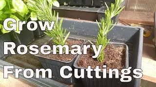 How To Grow Rosemary From Cuttings, Two Ways, BOTH Easy!