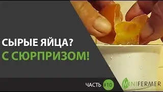 ПОСЛЕ ЭТОГО, Я БОЛЬШЕ НЕ ПЬЮ СЫРЫЕ ЯЙЦА (Часть 10) \ Яйца с сюрпризом: что внутри сырых яиц?!