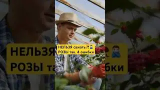 НИКОГДА НЕ САЖАЙТЕ РОЗЫ ТАК! Секрет пышного цветения