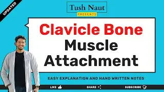 Clavicle muscle attachment 3d - Easy handwritten notes