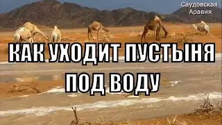 Под водой Саудовская пустыня! Вы не поверите, сегодня Аравия превращается в огромное озеро