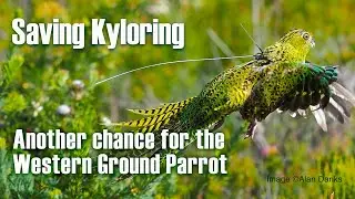 World first Western Ground Parrot wild-to-wild translocation!