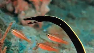 Ribbon Eel Feeds  || ViralHog