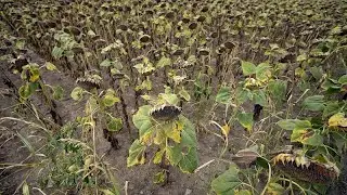 Farmers call for government actions as severe drought in Serbia forces early harvests