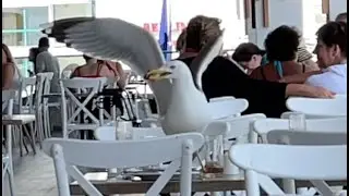 Gefräßige Möwen am Mittagstisch im Hotel Grifid Encanto Beach Varna Bulgarien