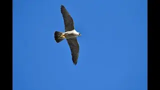 Peregrine Falcons Falco peregrinus in flight