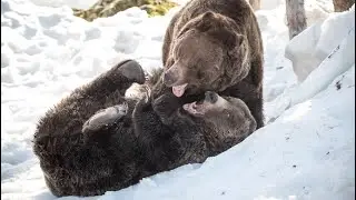 Grouse Mountain grizzlies emerge from hibernation