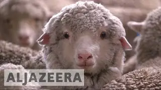 Sheep farming making a comeback in Australia