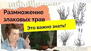 Как успешно размножить злаки - правильно выбираем травы для деления