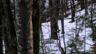 3 roe deers in Gorski Kotar, Croatia