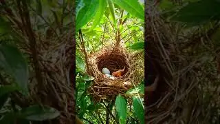 Cuckoos Birds [ Review Bird Nest ]