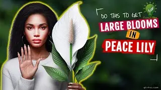 MY SECRETS TO INCREASE FLOWERING IN PEACE LILY ✌️ || Peace Lily Plant Care Tips & Mistakes