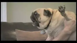 Curb Your Dog - Evil Pug*