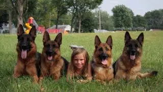 The best guard dog in the world - German shepherd dog