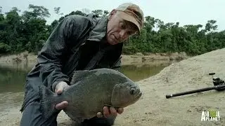 Black Piranha Flesh-Eaters Back for More | River Monsters