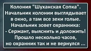 Колония "Шуханская Сопка"! Сборник Анекдотов Синего Предела №174