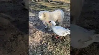 Goose Protects Doggy From Goat || ViralHog