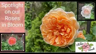 🌹 14 David Austin Roses / Crown Princess Margareta, Abraham Darby