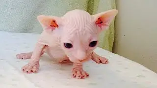 Sphynx Kittens Are Cute Too - Adorable Sphynx Cat Baby Videos || NEW