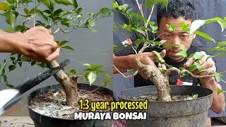 Belajar membuat bonsai kemuning dari nol sampai nganu