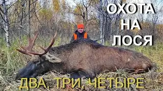 ОХОТА на лося. Бык УШЕЛ, но собака ушла по следу....