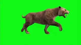 Green Screen Tiger Video Free Download | Green Screen Background Tiger