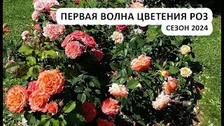 Розы в саду: первая волна цветения в Подмосковье, сезон 2024