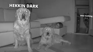 Hide and Seek with My Dogs in Full Darkness - Part 2