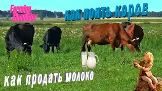 Farming Simulator 19. Гайд по коровам, как поить и продавать молоко.