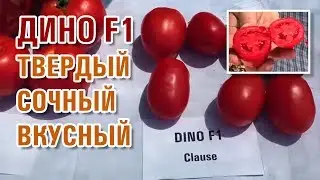 ТОМАТ ДИНО F1 - ТВЕРДЫЙ, СОЧНЫЙ, ВКУСНЫЙ, СЛИВОВИДНЫЙ ПОМИДОР